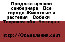 Продажа щенков сенбернара - Все города Животные и растения » Собаки   . Тверская обл.,Бежецк г.